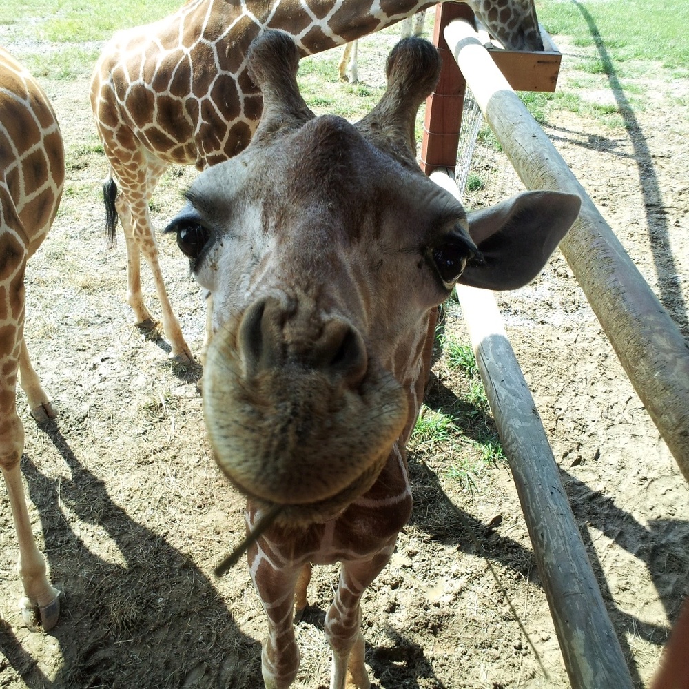 Meet your Posher, Lydia